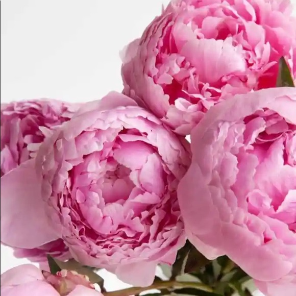 lovelypeony